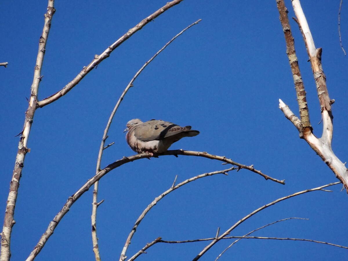 Image of Eared Dove