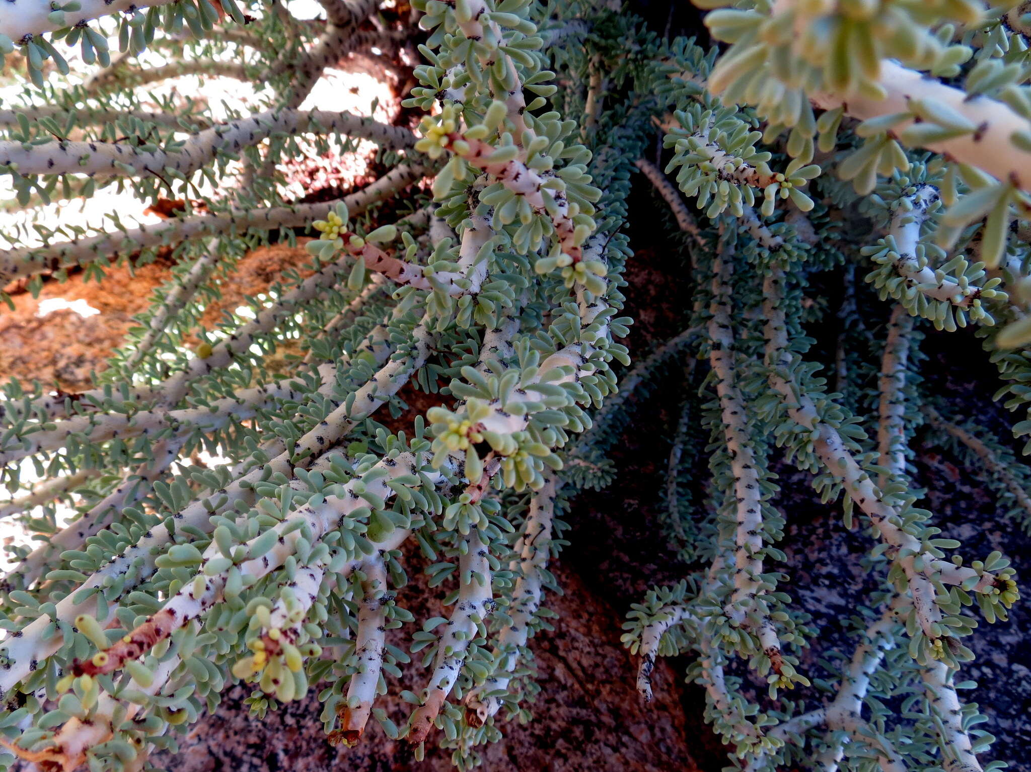 Image of Portulacaria namaquensis Sond.