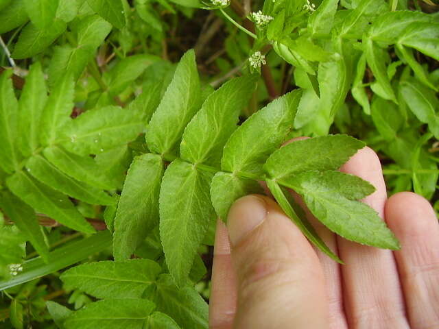 Image of Fool's-Watercress