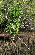 Image of Mangrove