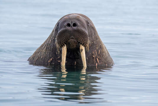 Image of walrus