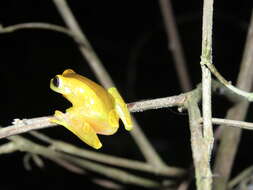 Image of Dendropsophus arndti Caminer, Milá, Jansen, Fouquet, Venegas, Chávez, Lougheed & Ron 2017