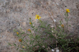 Image of Heterotheca cinerascens (S. F. Blake) G. L. Nesom