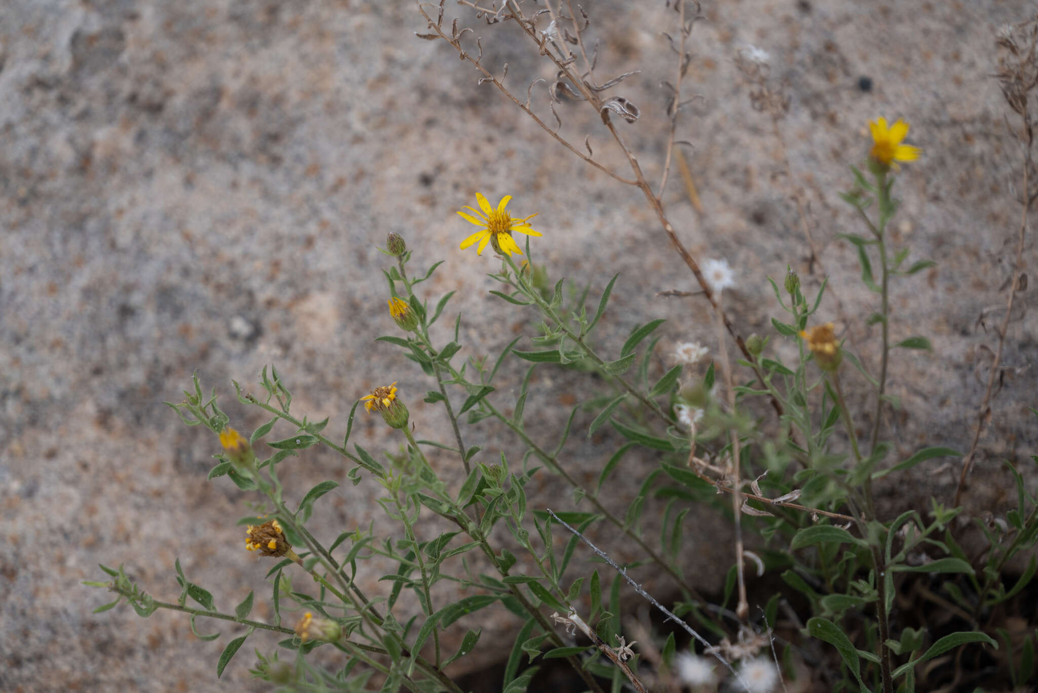 Image of Heterotheca cinerascens (S. F. Blake) G. L. Nesom