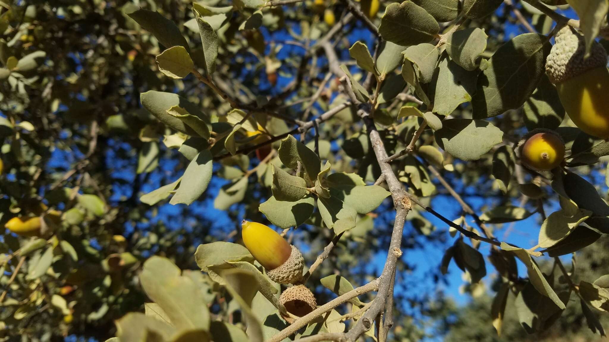 Image of Evergreen Oak