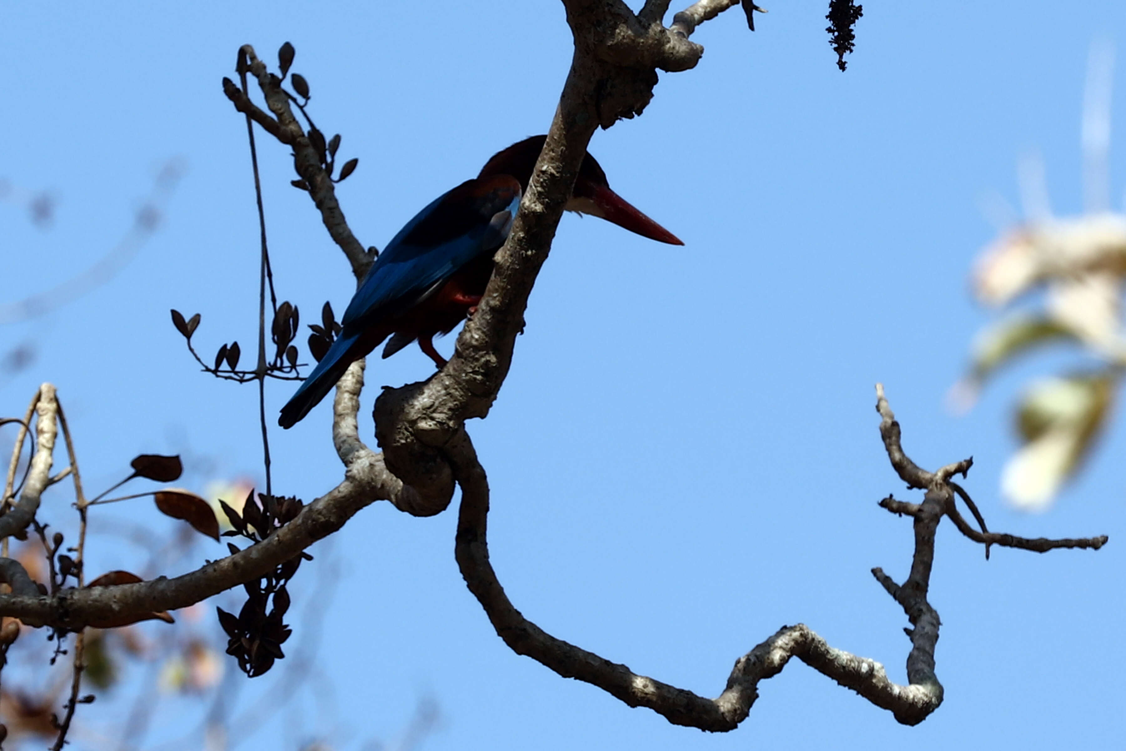 Image of Common Kingfisher