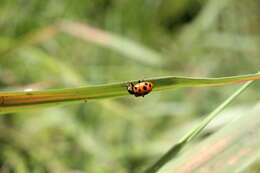 Image of 13-spot ladybird