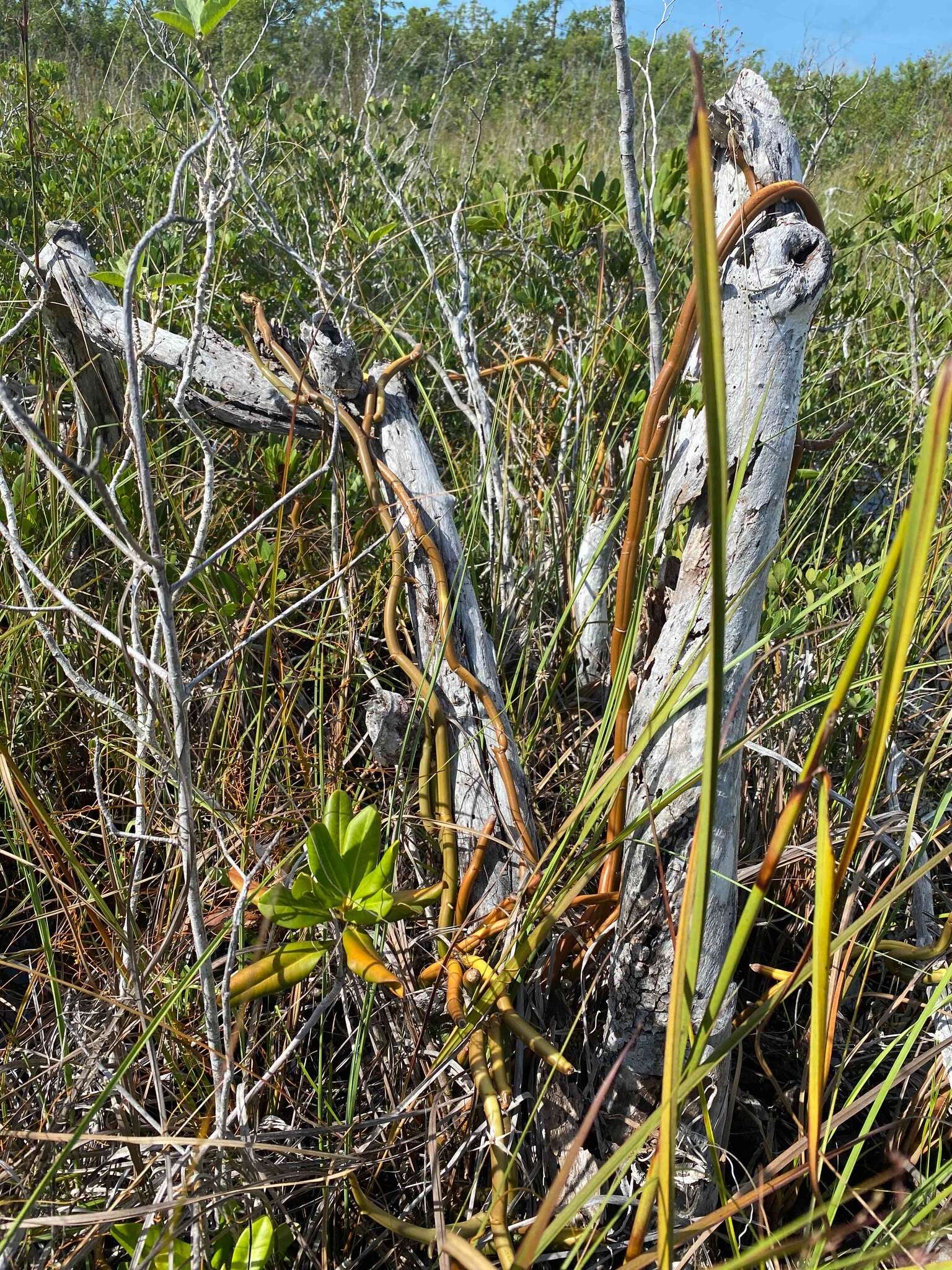 Image of Wormvine Orchid