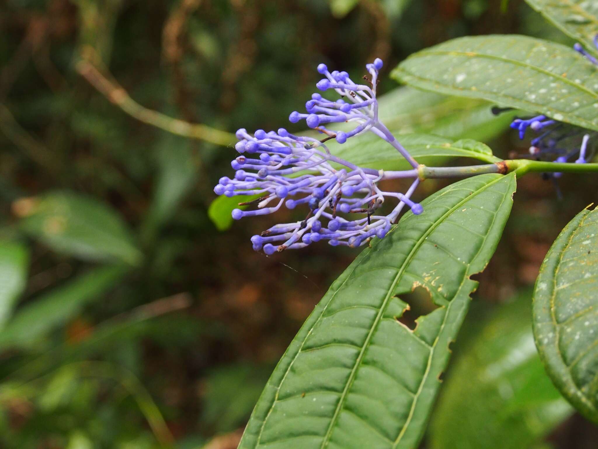 Faramea suerrensis (Donn. Sm.) Donn. Sm.的圖片