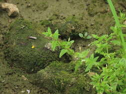 Image of Prostrate False Pimpernel