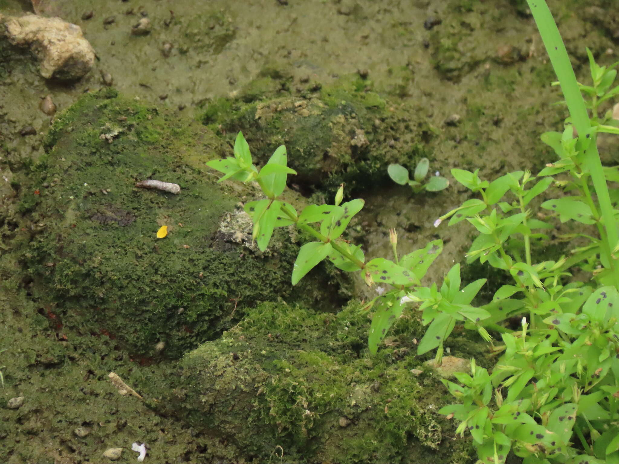 Image of Prostrate False Pimpernel