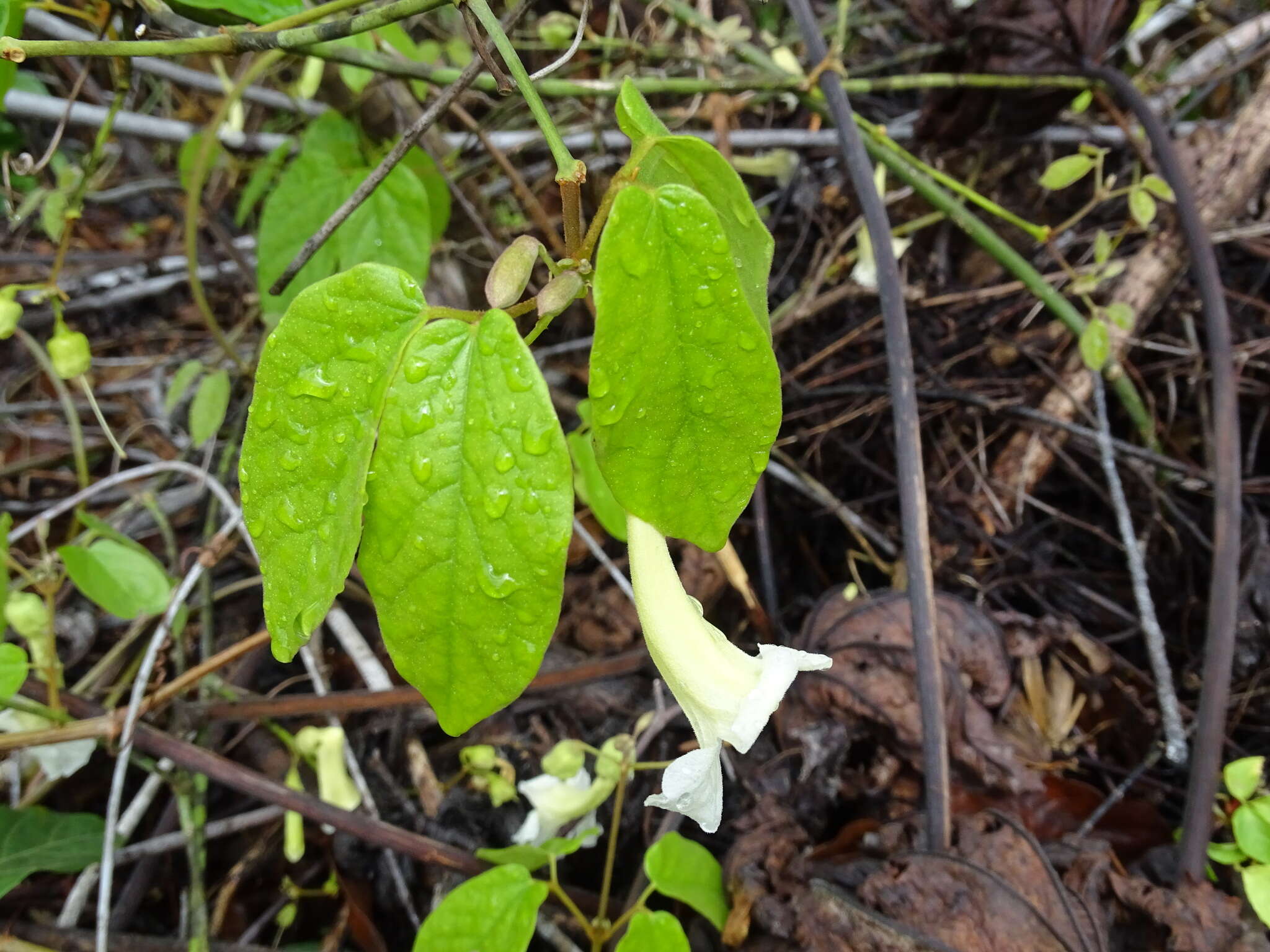Image of Stizophyllum riparium (Kunth) Sandwith