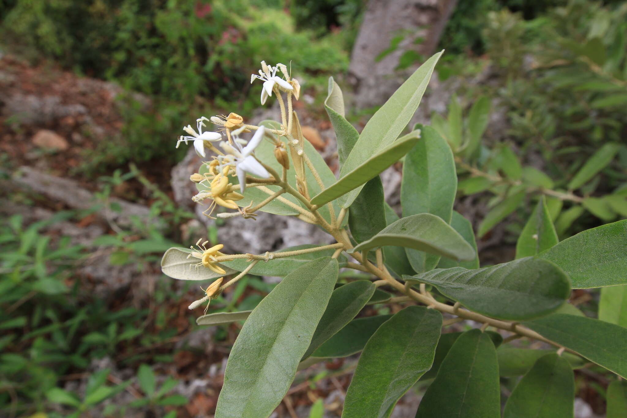 Quadrella ferruginea (L.) Iltis & Cornejo resmi