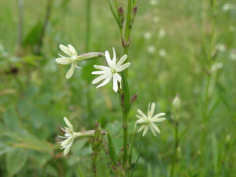 Image of Silene tatarica (L.) Pers.