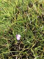 Plancia ëd Utricularia dichotoma subsp. novae-zelandiae