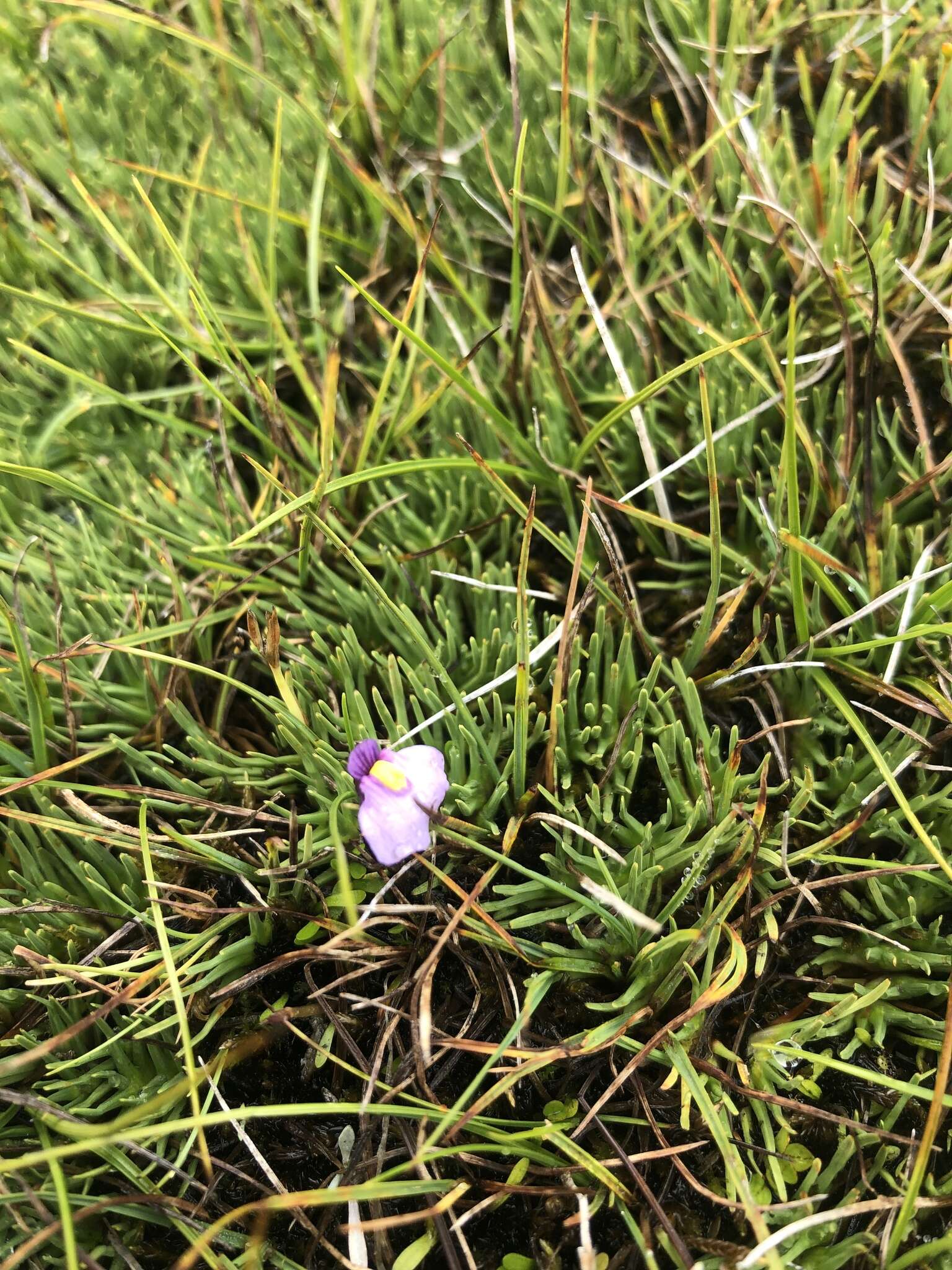 Plancia ëd Utricularia dichotoma subsp. novae-zelandiae