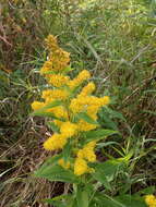 Image de Solidago snarskisii