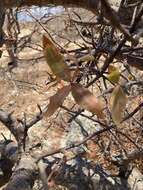 Plancia ëd Bursera cerasiifolia T. S. Brandeg.