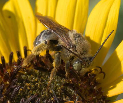 Image de Svastra obliqua obliqua (Say 1837)