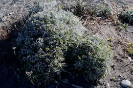 Image of Silver Ragwort