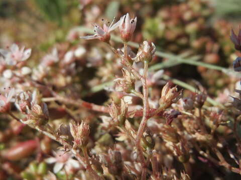 Image of White Stonecrop