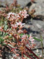 Image of White Stonecrop