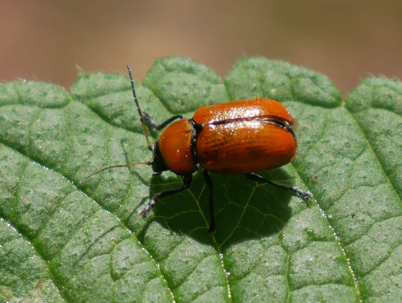 Cryptocephalus coryli (Linnaeus 1758) resmi