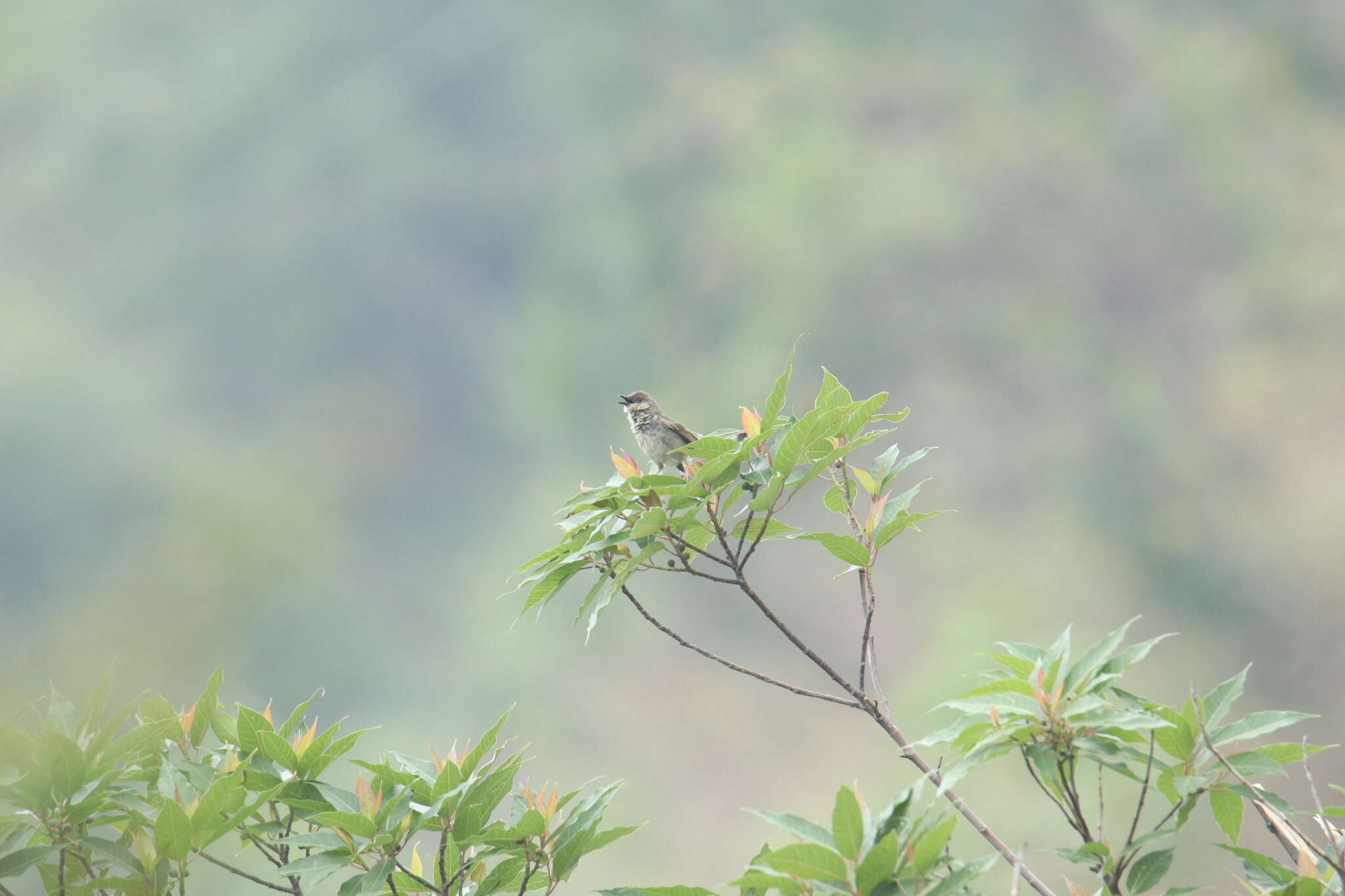 Image of Himalayan Prinia