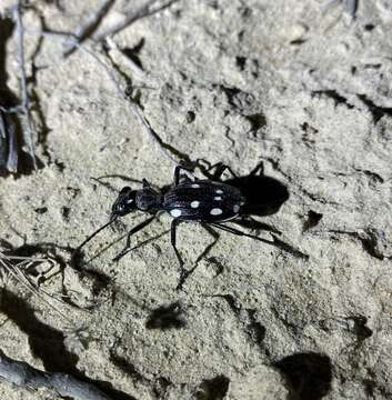 Plancia ëd Anthia (Termophilum) duodecimguttata Bonelli 1813