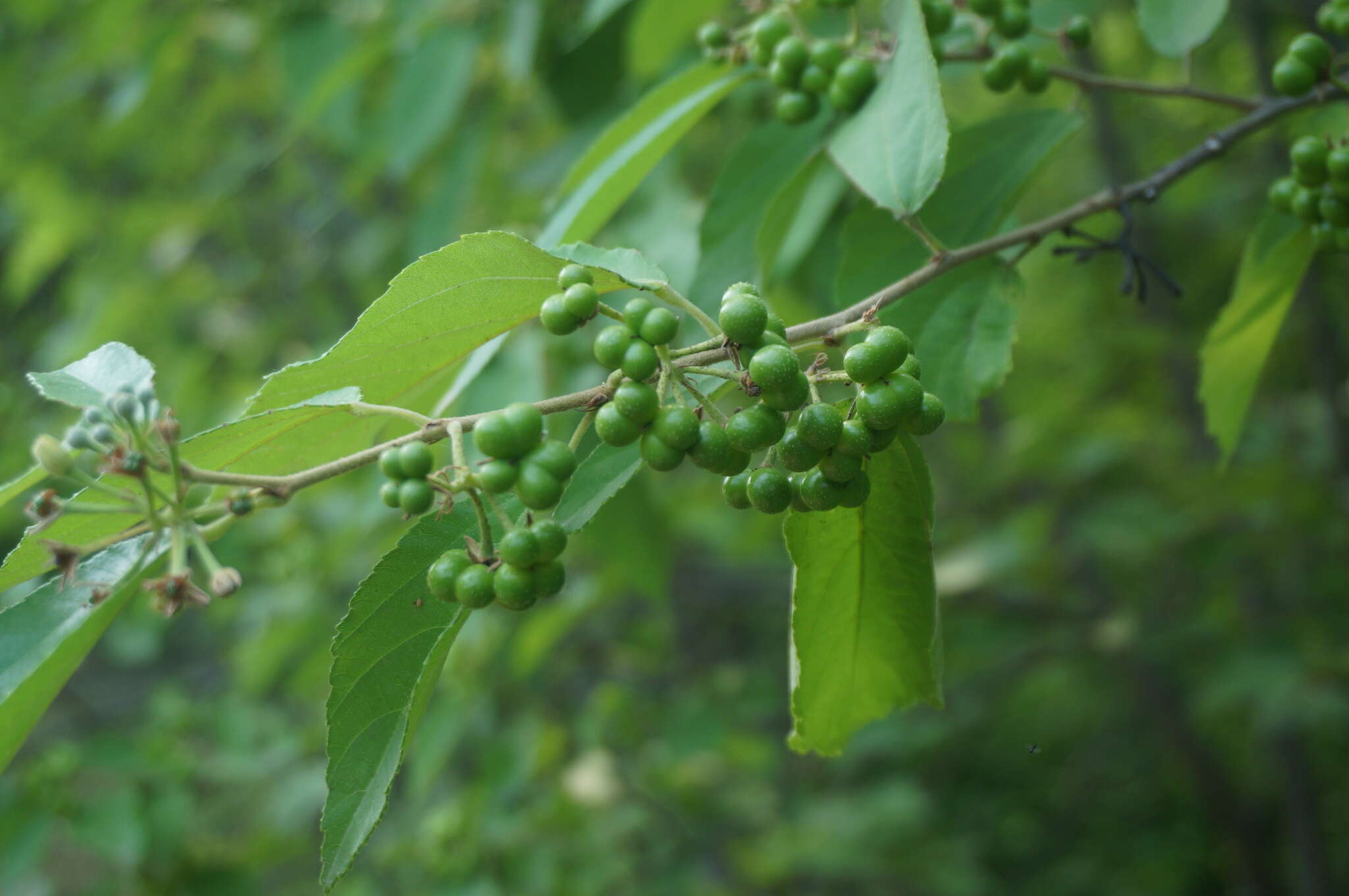 Sivun Grewia biloba var. parviflora (Bunge) Hand.-Mazz. kuva