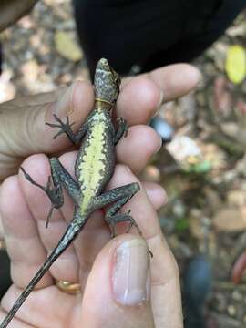 Image of Common Forest Anole