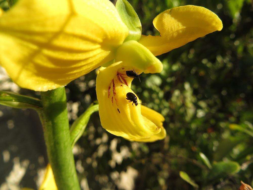 Image de Eulophia speciosa (R. Br.) Bolus