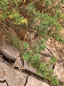 Image of Ambrosia artemisioides Meyen & Walp.