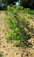 Image of Norwegian angelica