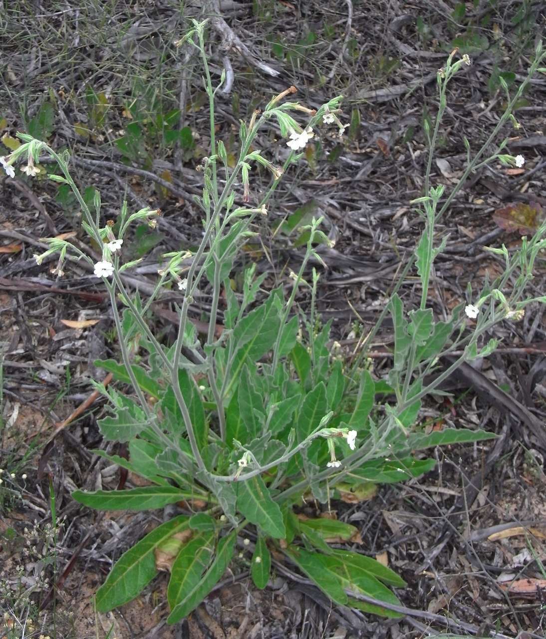 Image of velvet tobacco