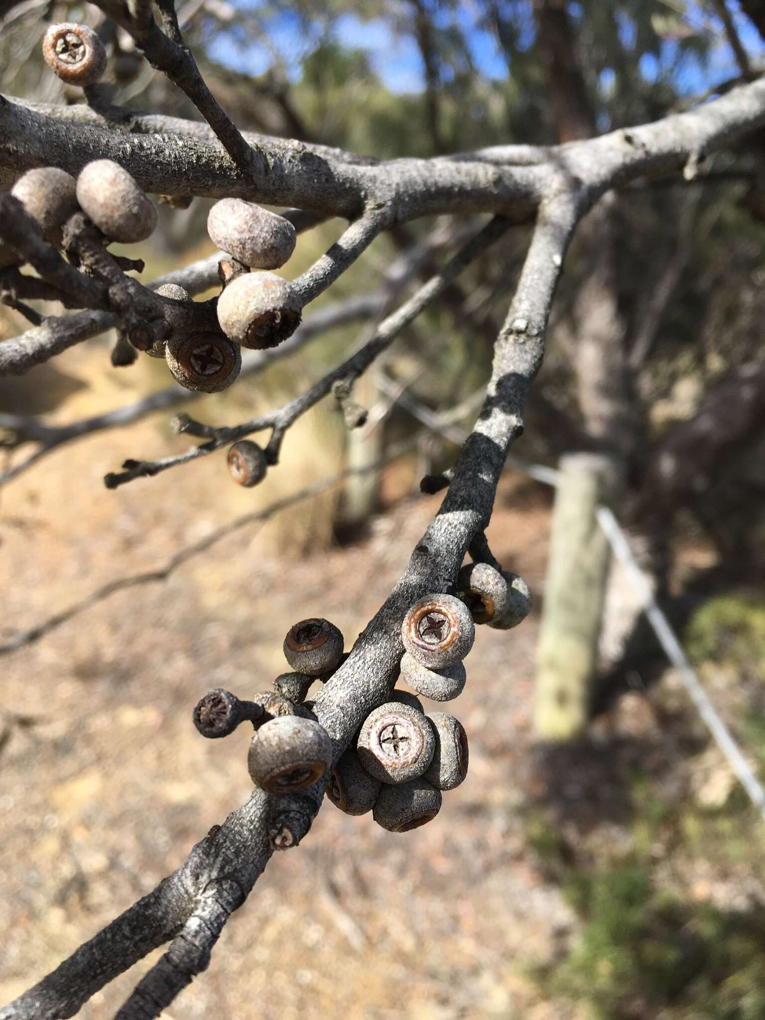 Image of Eucalyptus ligustrina A. Cunn. ex DC.