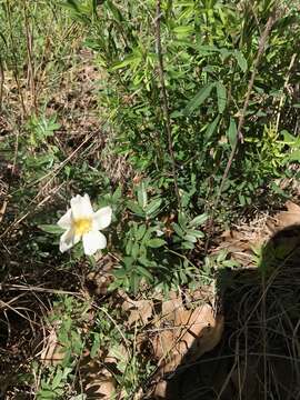 Image of white prairie rose