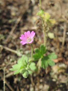 Imagem de Geranium molle L.