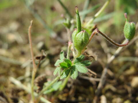 Imagem de Geranium molle L.