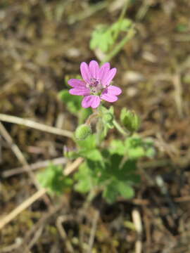 Imagem de Geranium molle L.