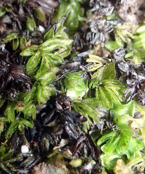 Image of Hymenophyllum minimum A. Rich.