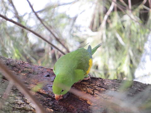 Image of Yellow-chevroned Parakeet