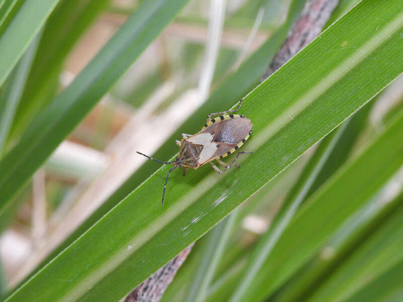 Image of Acidomeria cincticornis Stål 1870