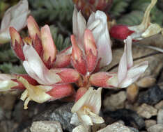 Imagem de Astragalus monoensis Barneby