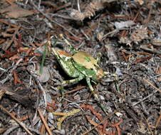 Image of Aglaothorax ovata tinkhamorum Rentz, D. C. F. & Birchim 1968