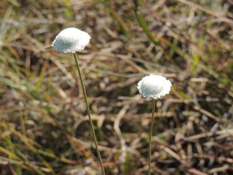 Image of Paepalanthus chiquitensis Herzog