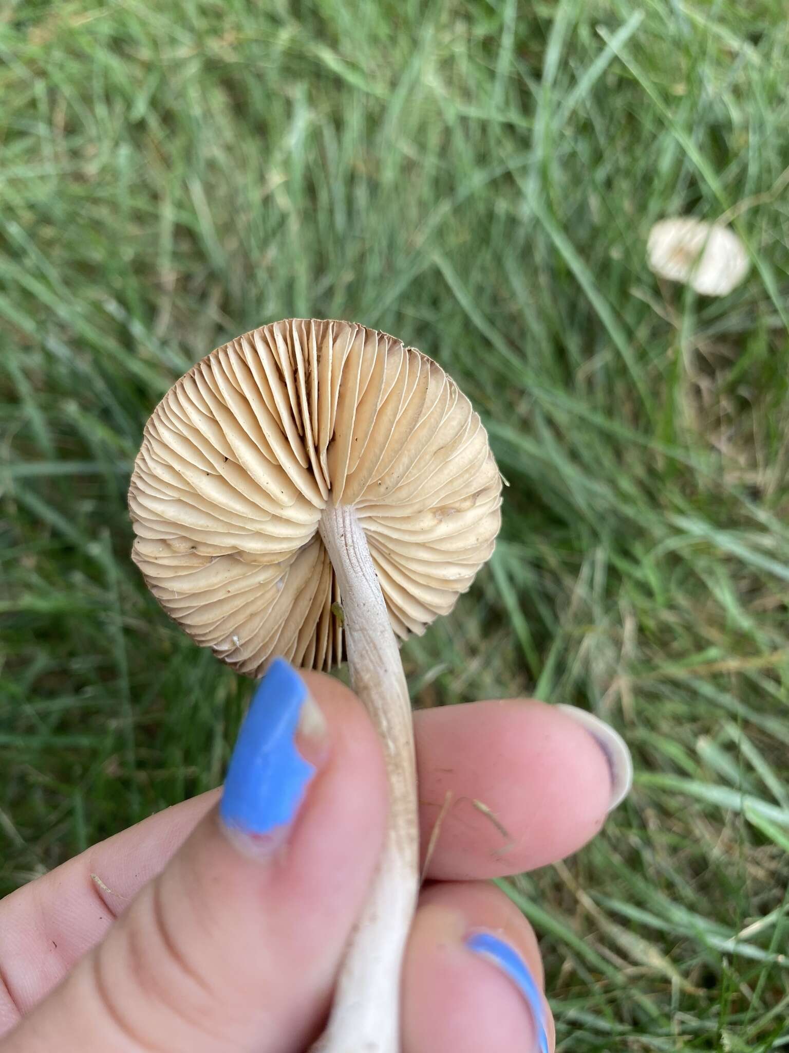 Image of Marasmius nigrodiscus (Peck) Halling 1983