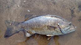 Image of Smallmouth Bass