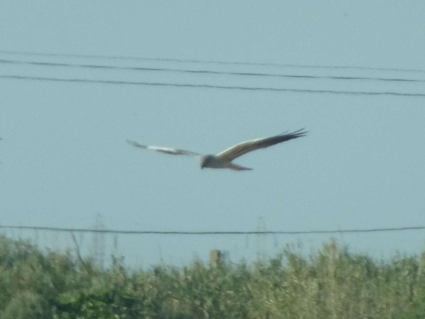 Image of Montagu's Harrier