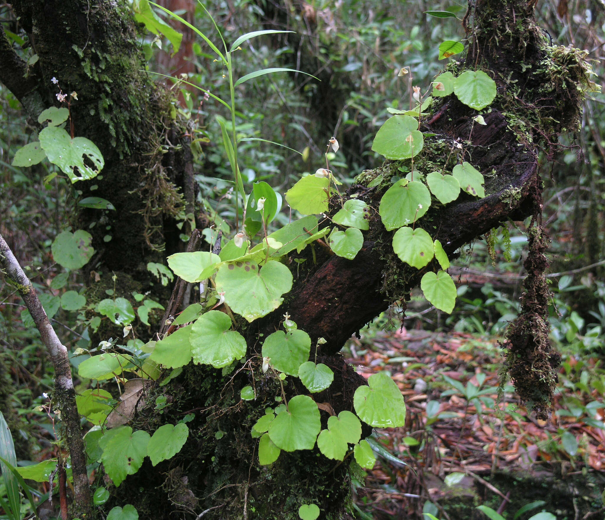 Image of Begonia sinuata Wall. ex Meisn.